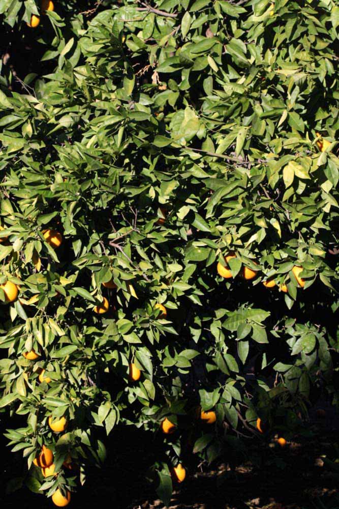            Habit (Riverside, CA)   